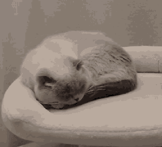 a cat is laying on a white cushion on a white surface