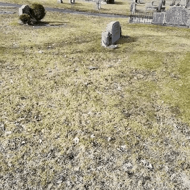 a cemetery with a lot of grass and graves in it .
