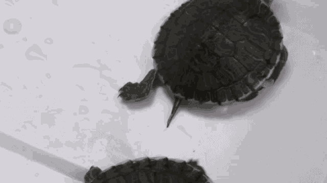How Long Can Turtles Go Without Water GIF - How Long Can Turtles Go Without Water GIFs