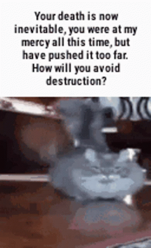 Cat Hell GIF - Cat Hell GIFs