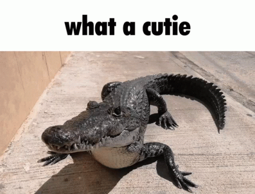 Alligator Cute GIF - Alligator Cute GIFs