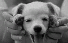Puppy Cute GIF - Puppy Cute Peekaboo GIFs