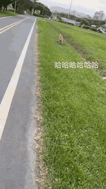 a dog is running down the side of a road next to a grassy field .