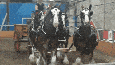 Horses Clydesdale Horse GIF - Horses Clydesdale Horse Draft Horses GIFs