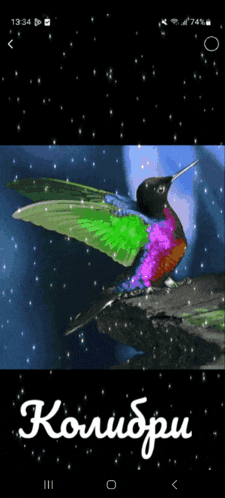 a phone screen shows a colorful hummingbird with the time 13:34