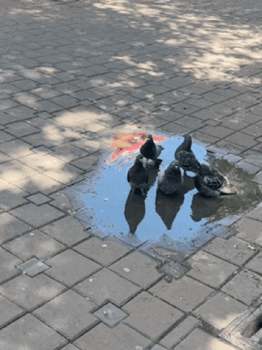 a group of pigeons are standing in a puddle