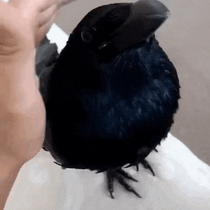 a close up of a person holding a black bird .