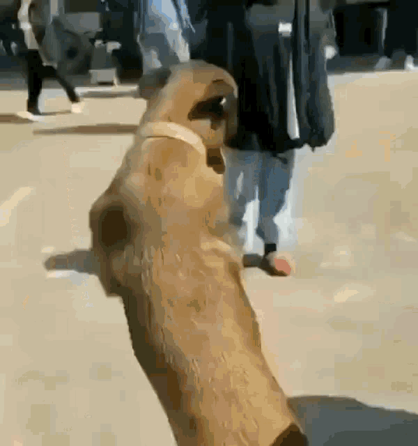 a dog is standing on its hind legs on a sidewalk in front of a crowd of people .