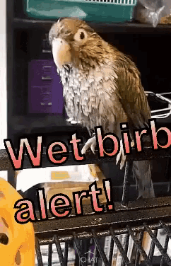 Bird Wet Birb Alert GIF