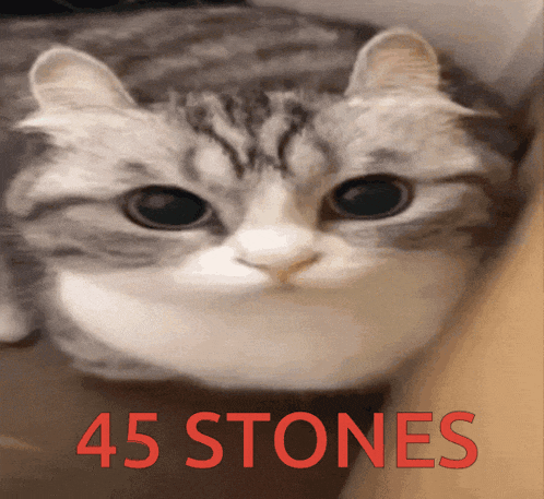 a close up of a cat 's face with the words 45 stones above it