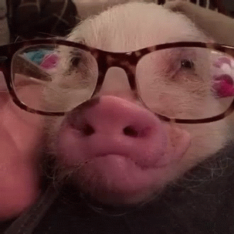 Pig Glasses GIF - Pig Glasses Adorable GIFs