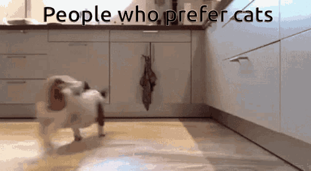 People Who Prefer Cats Dog GIF - People Who Prefer Cats Dog Hater GIFs