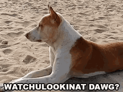 C4e Tech Watchulookin At Dawg GIF - C4e Tech Watchulookin At Dawg Funny Animals GIFs