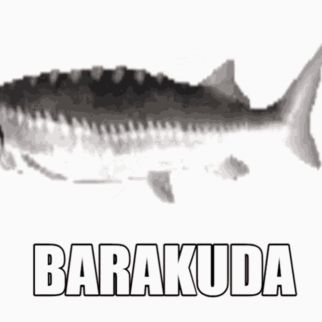 Barakuda Koflon GIF - Barakuda Koflon Darky GIFs