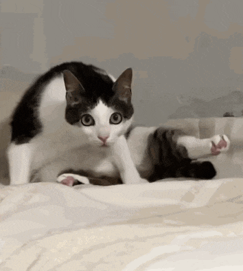 a black and white cat is stretching on a bed