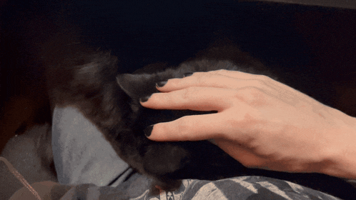 a person 's hand is petting a black cat with black nail polish