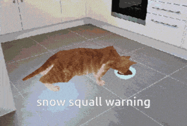 a pixelated image of a cat in a kitchen with the words snow squall warning below it