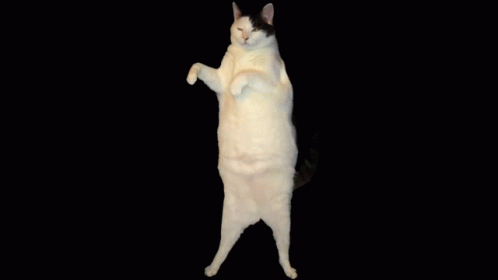 Cat Dancing GIF - Cat Dancing Dance Move GIFs