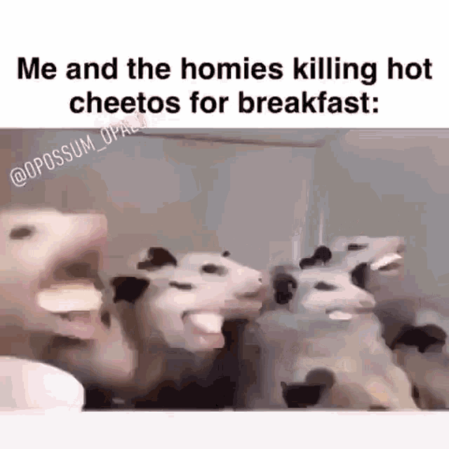 Me And The Homies Hot Cheetos GIF - Me And The Homies Hot Cheetos Possum GIFs
