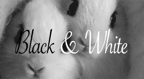 Black And White GIF - Black And White Bunnies Rabbit GIFs