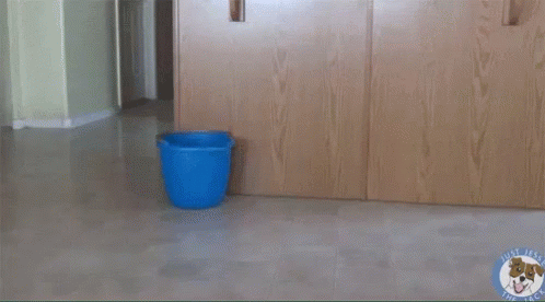 Dog Sweeping GIF - Cute Dog Sweeping GIFs
