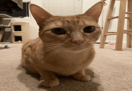 a cat sitting on a carpet looking at the camera