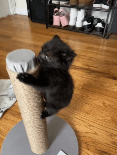 a black cat climbs a scratching post on a wooden floor