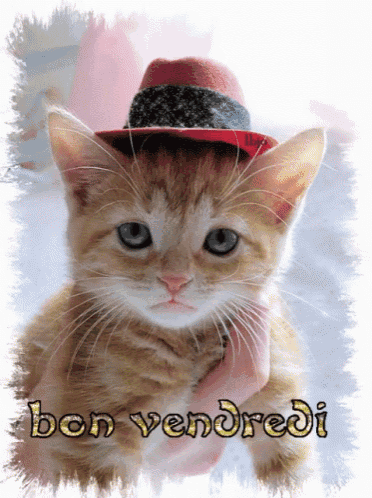 a kitten wearing a hat with the words bon vendredi written on it