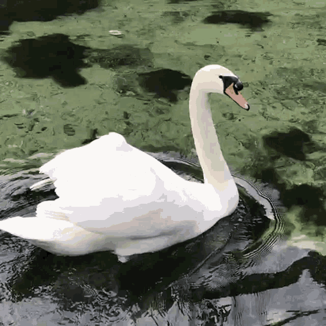 Slide Swan GIF - Slide Swan GIFs