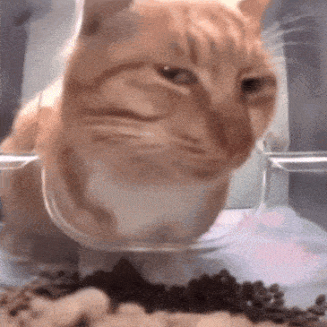 a close up of a cat in a plastic container eating food
