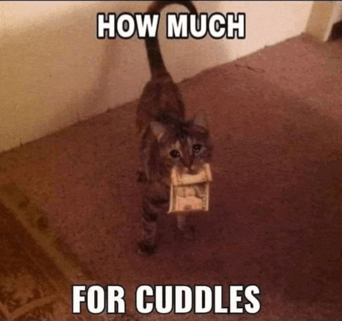 a cat is holding a dollar bill in its mouth with the caption how much for cuddles ..
