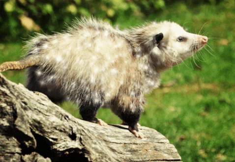 Sparkling Possum GIF