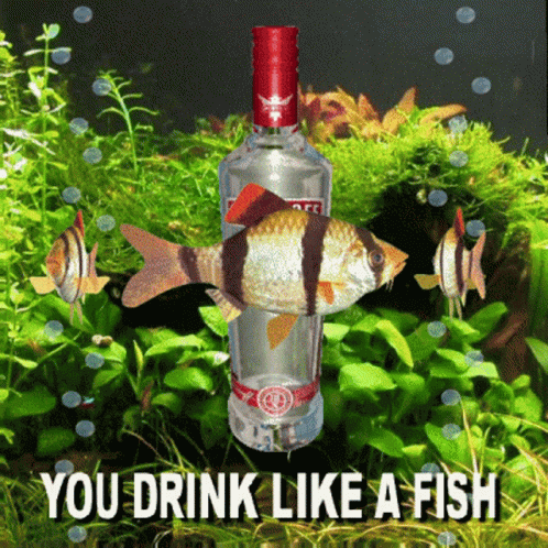 You Drink Like A Fish Drunk GIF - You Drink Like A Fish Drunk Boozer GIFs