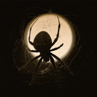 a spider is silhouetted against a full moon in a web