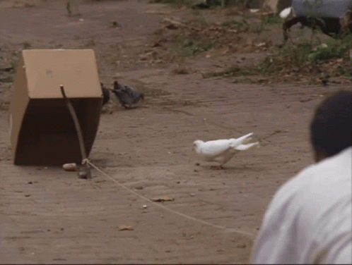 The Wire Pigeons GIF - The Wire Pigeons Pppp GIFs