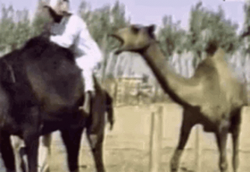 Camel Jockey GIF - Camel Jockey Biting GIFs