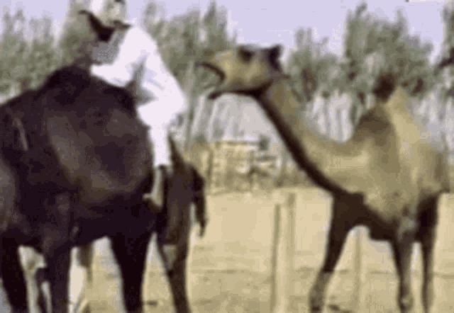 a woman is riding a camel in a field .