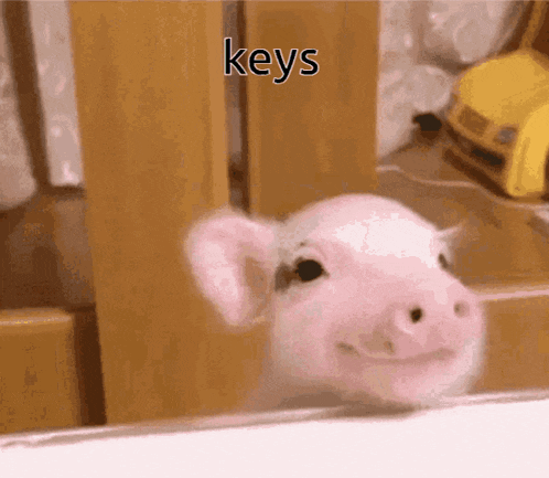 a pig is smiling and looking out of a window with the word keys above it