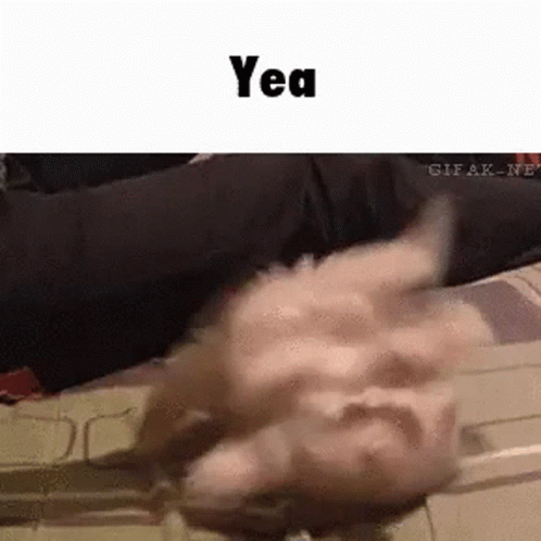 Yea Cat GIF - Yea Cat Breakdancing GIFs