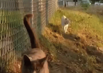 Drive By Cat GIF - Cat Driveby Horn GIFs