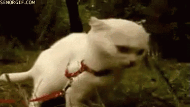 Uhhhh Wut GIF - Cats Confused Wut GIFs