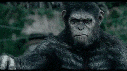 a close up of a monkey looking at the camera in a forest .