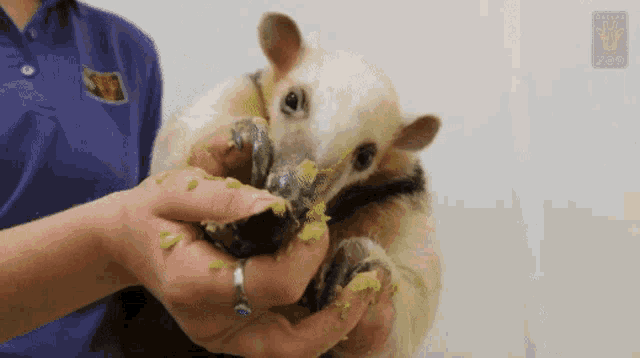a person holding a small animal with a sticker on their shirt that says ' wildlife ' on it