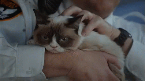 Grumpy Pets - Grumpy Cat GIF - Gr GIFs