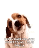 a brown and white dog is sitting on a white surface and looking up at the camera .