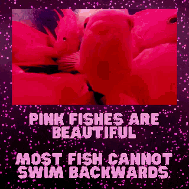 Pinkfish Pinklove GIF - Pinkfish Pinklove Pinky GIFs