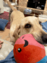 a dog is playing with a stuffed toy that looks like a devil