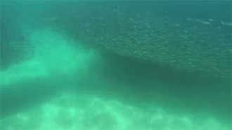 School Of Anchovy GIF - School Of Fishes Anchovy Krills GIFs