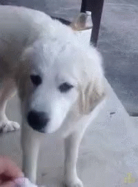 Dog Not Good GIF - Dog Not Good Disgusted GIFs