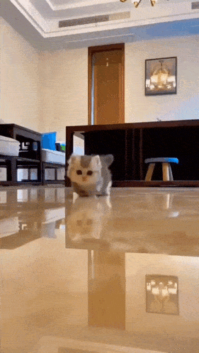 Cute Baby Cat GIF - Cute Baby Cat Silly GIFs